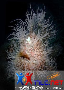 摄影师拍下奇妙水下世界:壮观玻璃鱼飓风(图)(2)