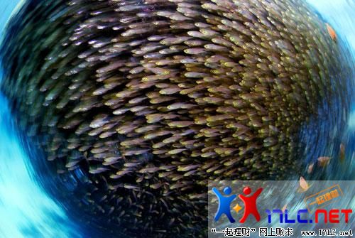 摄影师拍下奇妙水下世界:壮观玻璃鱼飓风(图)