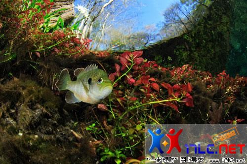 摄影师拍下奇妙水下世界:壮观玻璃鱼飓风(图)(2)
